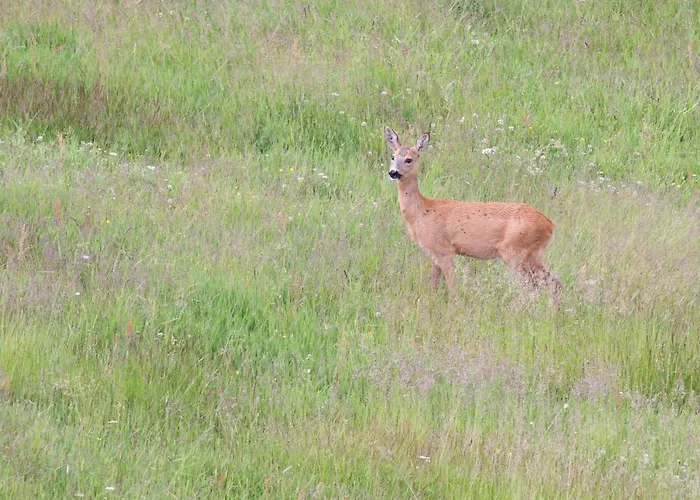 B&B Swoboda Na Szczycie Gory W Zimie Dojazd Tylko 4x4