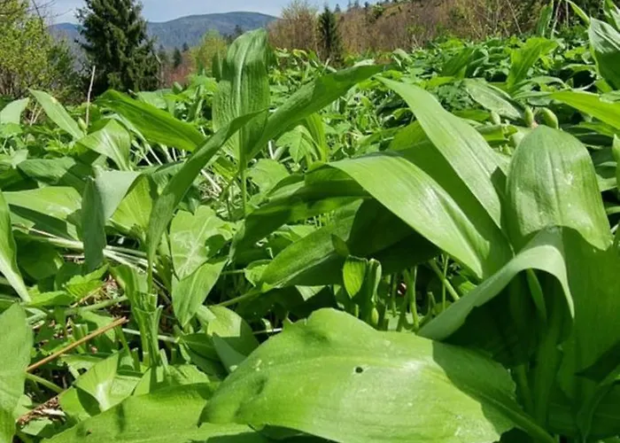 Swoboda Na Szczycie Gory W Zimie Dojazd Tylko 4x4 브렌나